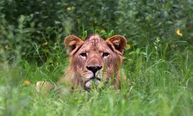 Lion kills man who climbed into enclosure at zoo in Ghana