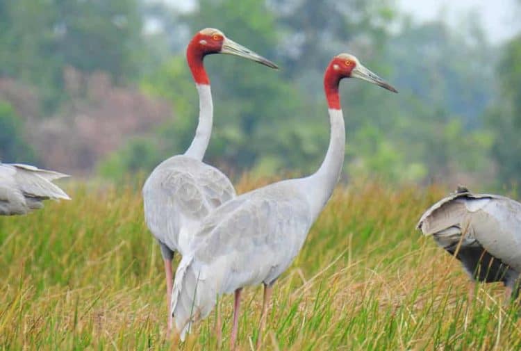 Farmers tempt endangered cranes back – by growing their favourite food