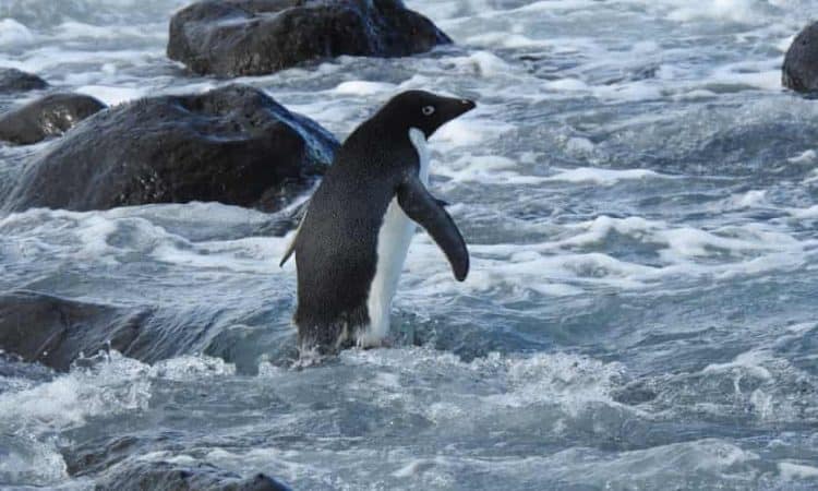 ‘Super rare’: Antarctic penguin washes up in New Zealand, 3,000km from home