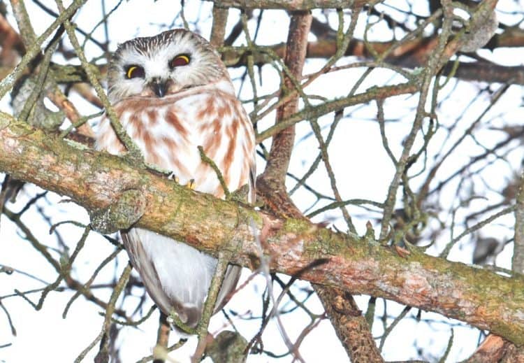 Northern Saw Wet Owl