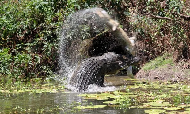 A saltwater crocodile attacks a smaller one at Rinyirru national park in north Queensland, where a 65-year-old man has disappeared while fishing. Photograph: Reuters