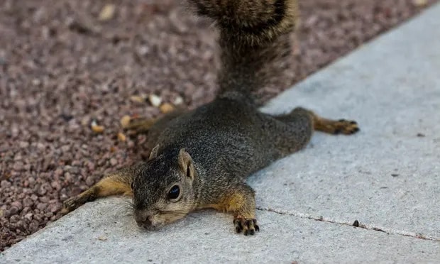 In hot weather, squirrels have been known to sprawl flat on the ground in a position known as a ‘sploot’. Photograph: Eric Kayne/Getty Images