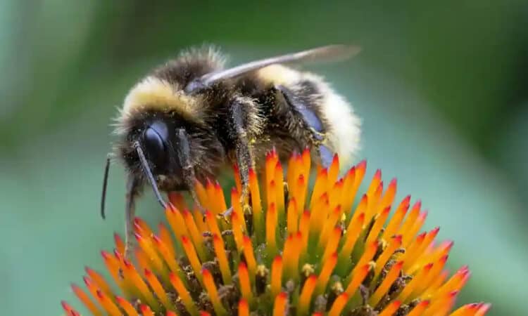 The weedkiller glyphosate destroys wild bees' capability to reproduce the next generation