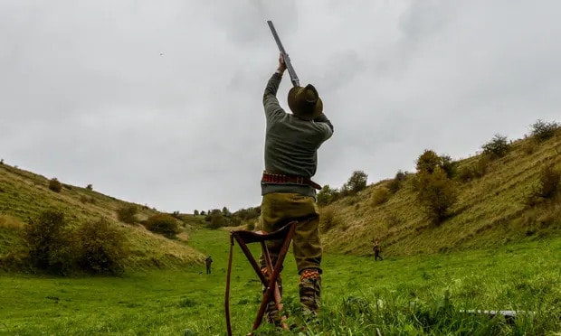 About 70% of partridge shoots and nearly a third of planned pheasant shoots may be cancelled this year. Photograph: Chris J Ratcliffe/Getty Images