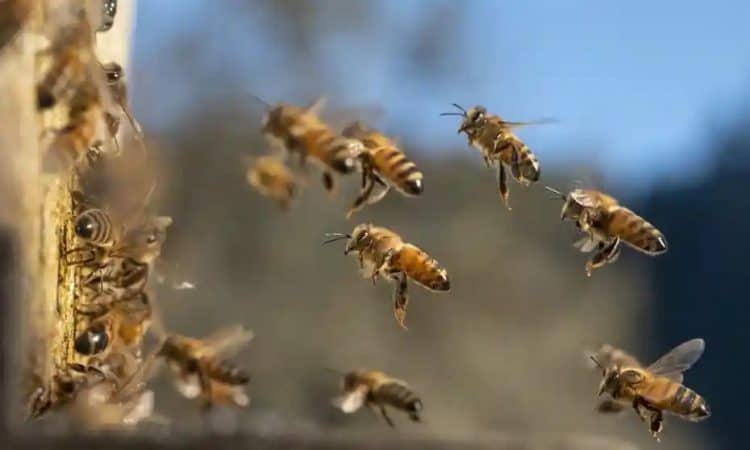 Honeybees on a farm near Elkton in rural western Oregon. The use of neonicotinoids, hailed by industry as a key to bumper crop yields, has exploded since the 1990s. Photograph: Robin Loznak/Zuma/Rex/Shutterstock