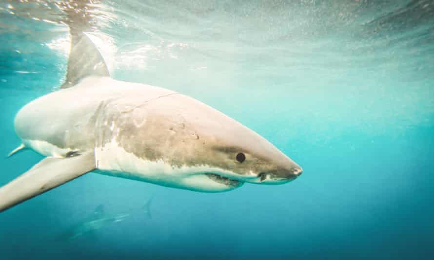 A great white shark: ‘I started to realise that maybe the sharks weren’t going to attack us every time we went in the water. Photograph: Brad Leue/Alamy