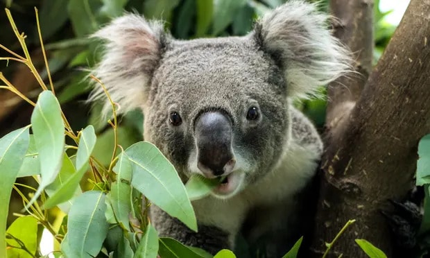 Plan for ‘sea of roofs’ will destroy last koala habitat in western Sydney, critics say