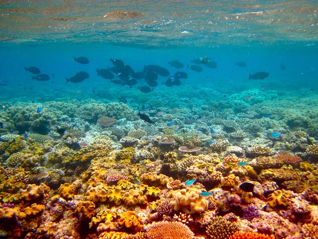 What can you do to help save the great barrier reef?