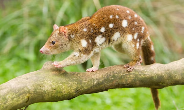 The spotted quoll is endangered on the Australian mainland and vulnerable in Tasmania. Photograph: CraigRJD/Getty Images/iStockphoto