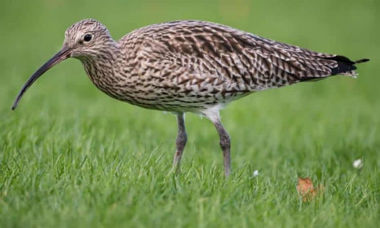 New initiative aims to save curlew from extinction in Wales