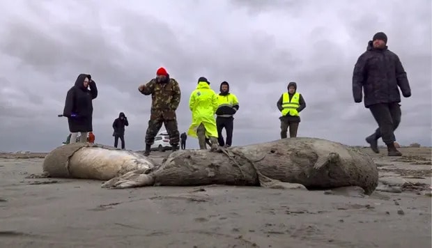 An image taken from footage provided by the RU-RTR Russian television channel on Sunday shows officials assessing the bodies of dead seals on shore of the Caspian Sea, Dagestan. Photograph: AP