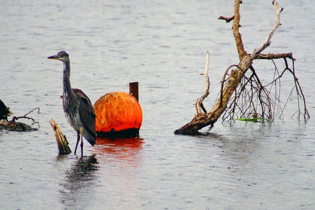 Orange and a Grey Heron