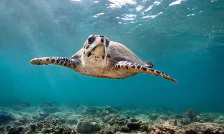 If only they could ride the EAC, dude. Hawksbill turtles in the Indian Ocean have relatively crude navigational sense, new research suggests. Photograph: James RD Scott/Getty Images