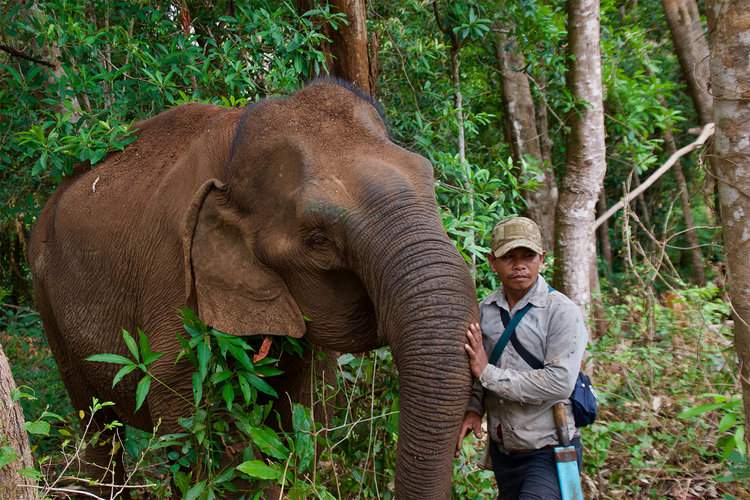 An elephant with her mahout at the project, which employs 58 people, 48 of them from local communities. Image by John Cannon/Mongabay.