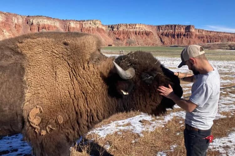 Halen Carbajal was left with a whole host of injuries after he made the 'idiotic' decision to pet a bison
