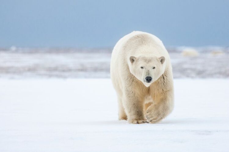 The polar was killed by a member of the public, authorities said (stock) (Image: Getty Images)