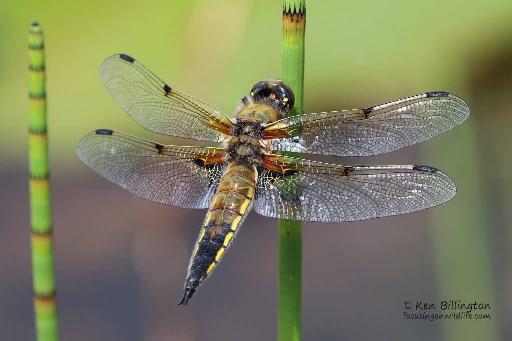 Four-spotted Chaser Libellula Quadrimaculata