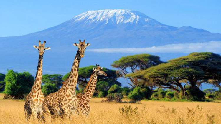 Giraffe roaming a national park in Kenya. (Credits: Getty)