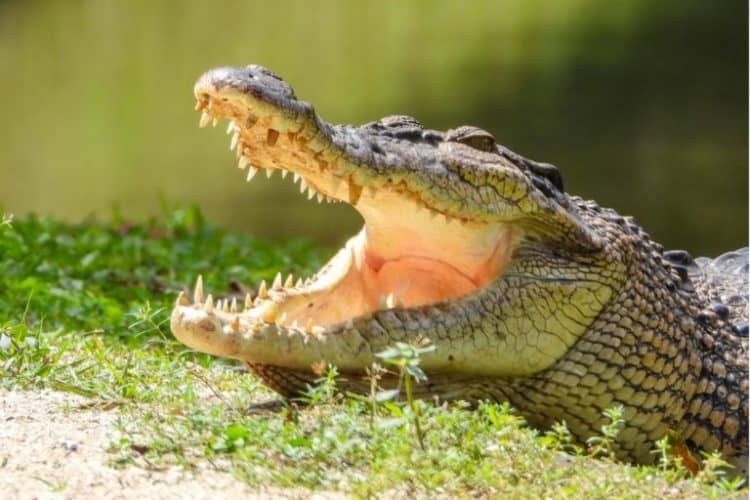Colombo’s seagoing crocodiles under pressure after diver’s killing