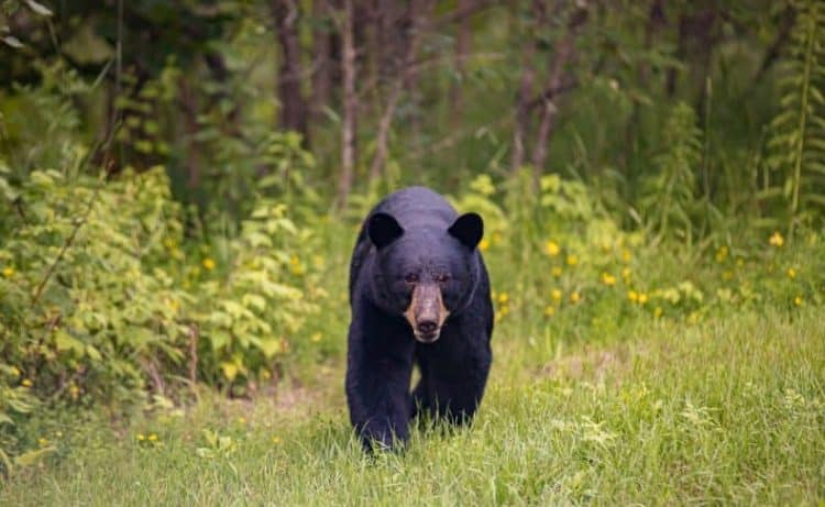 500-Pound Bear Euthanized After 125-Mile Journey Home