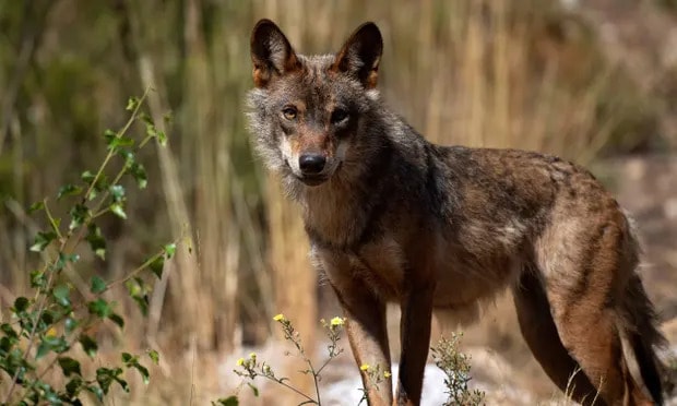 An Iberian wolf (Canis lupus signatus), a sub-species of the grey wolf, in the Sierra de la Culebra, Spain. There are now 17,000 grey wolves across continental Europe. Photograph: Pierre-Philippe Marcou/AFP/Getty