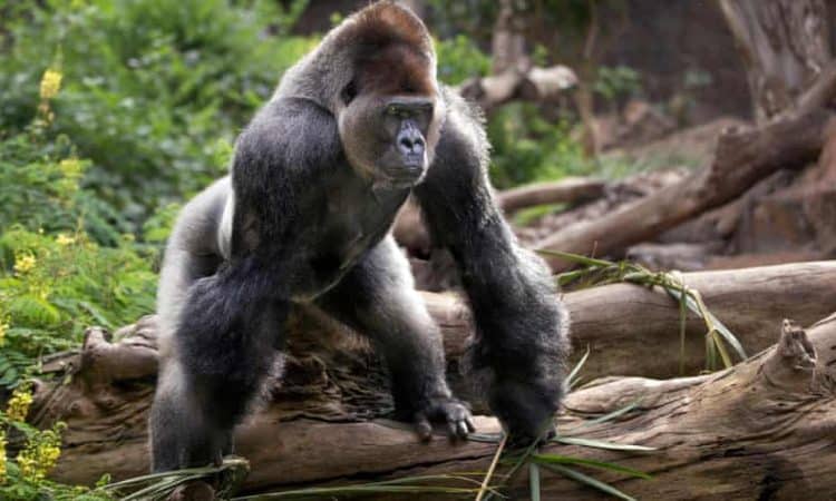 Campaigners criticise European zoo proposals to cull adult male gorillas