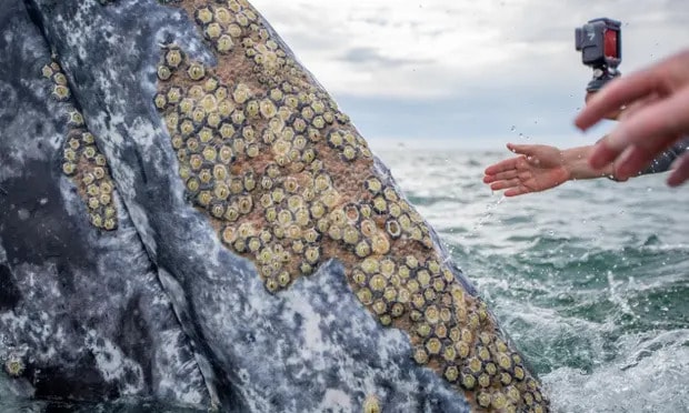 Oceangoers reach out to touch the skin of a grey whale in the Pacific off the coast of Baja California, Mexico. Photograph: Jeroen Hoekendijk