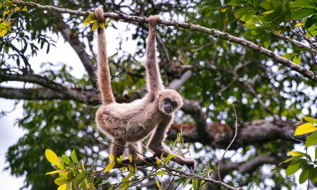 The critically endangered northern muriqui in Espírito Santo, Brazil. Photograph: Leonardo Mercon/UIG/Getty Images