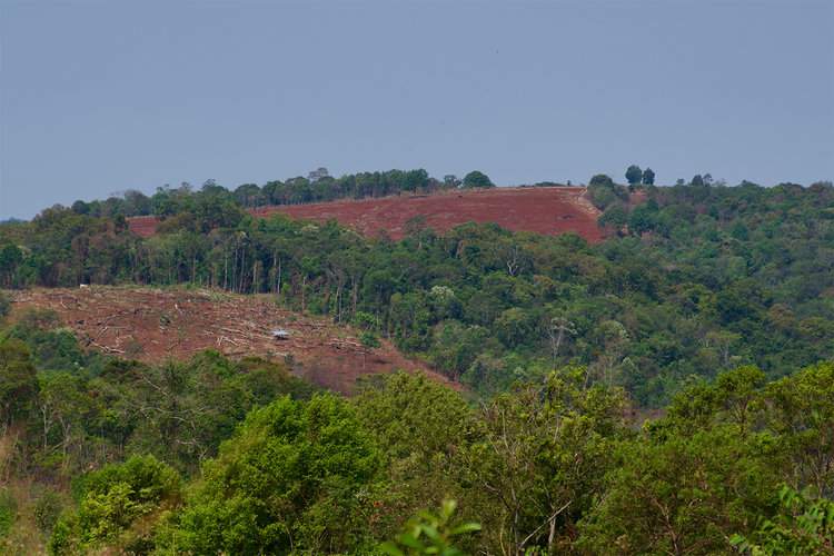 In-migration has led to increased deforestation around the Elephant Valley Project in recent years. Image by John Cannon/Mongabay.