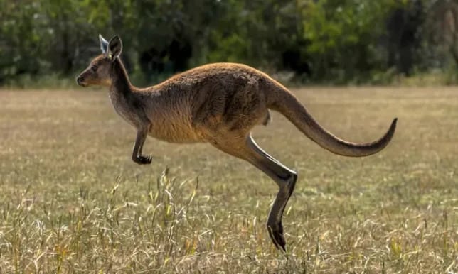 Wild kangaroo ‘attacks and kills’ man, 77, who ‘tried to keep it as a pet’