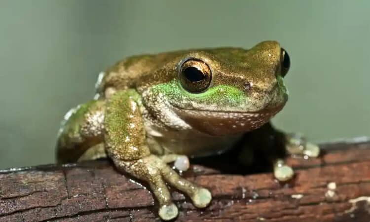 80 critically endangered spotted tree frogs are jumping back into the wild in New South Wales