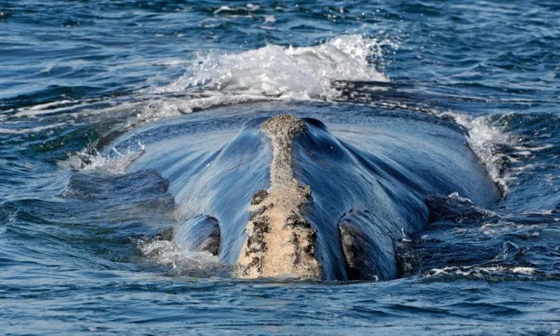 North Atlantic right whales were once numerous but hunted almost to extinction by commercial whaling. Their numbers have been slow to recover. Photograph: Brian J Skerry/NG/Getty Images