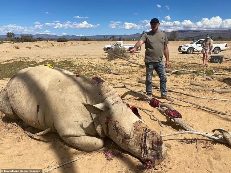 Poachers mercilessly slaughtered four rhinos including a pregnant female at a private game reserve and wounded a fifth with a shot to the head - just to saw off their horns for cash