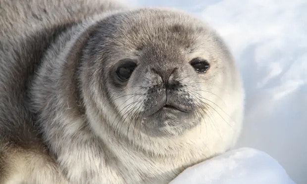 Antarctic researchers gain insights from on high as they count seals from space
