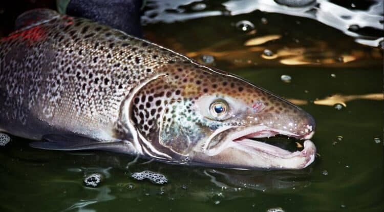 The Penobcot River in Maine Sets Records for Atlantic Herring and Salmon Runs