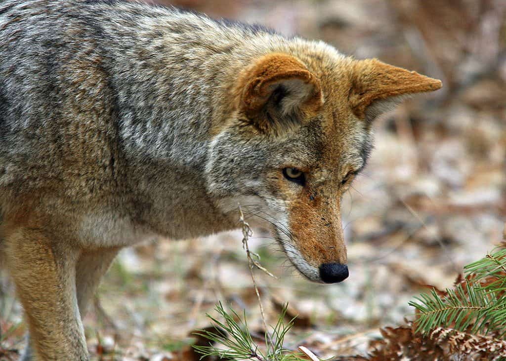 Coyote Close up