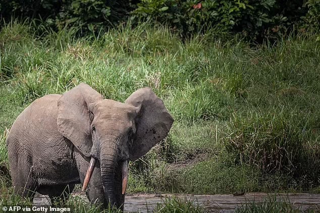 The African forest elephant is among the animals most at risk of extinction after its numbers declined by 86 per cent in 31 years