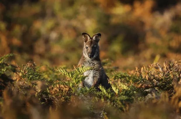 Millions of native creatures, including wallabies, green rosellas, cockatoos, and wombats, have been killed in Tasmania under property protection licences