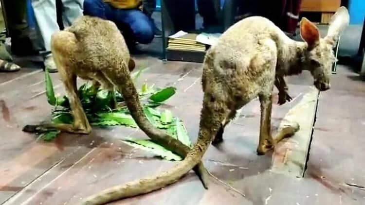 Smuggling of exotic animals in India reaches high as kangaroos spotted in Bengal