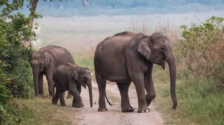 Asian Elephants Are Ingesting Large Amounts of Plastic From Landfills in India