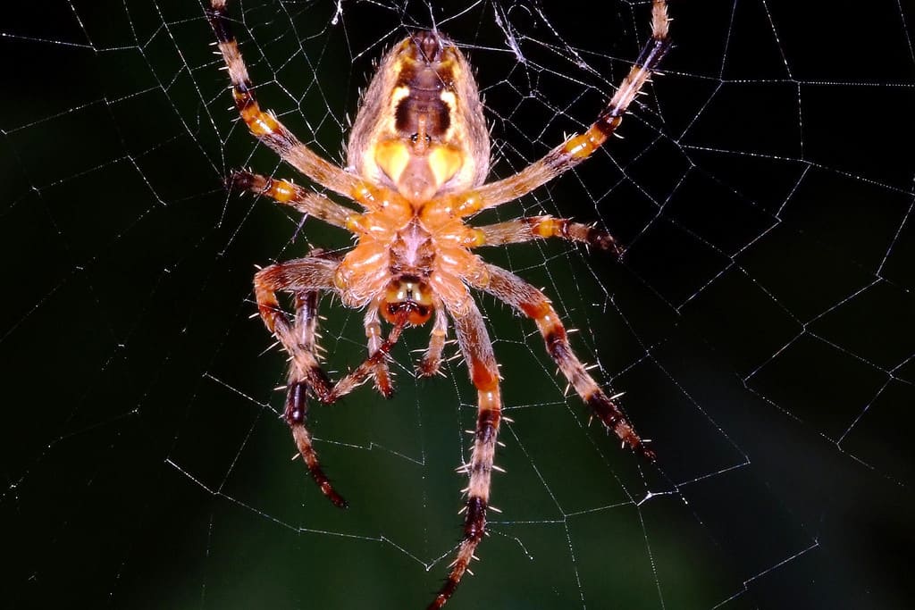 Orb Spider on Web