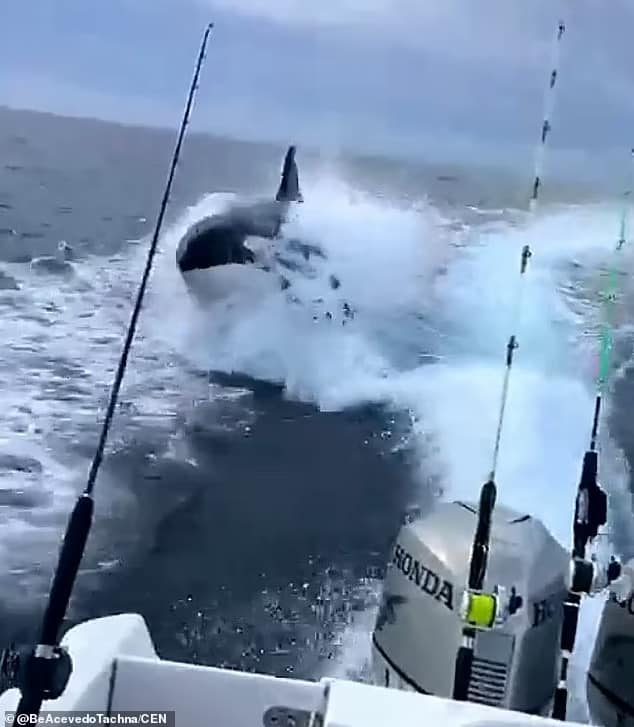 Killer whale chases tourist boat off the Mexican coast