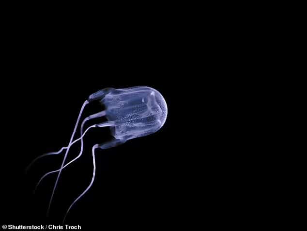 The boy's death is the third box jellyfish (pictured, stock photo) fatality since 2006; a 17-year-old was fatally stung near Cape York in Australia's far north in February 2021