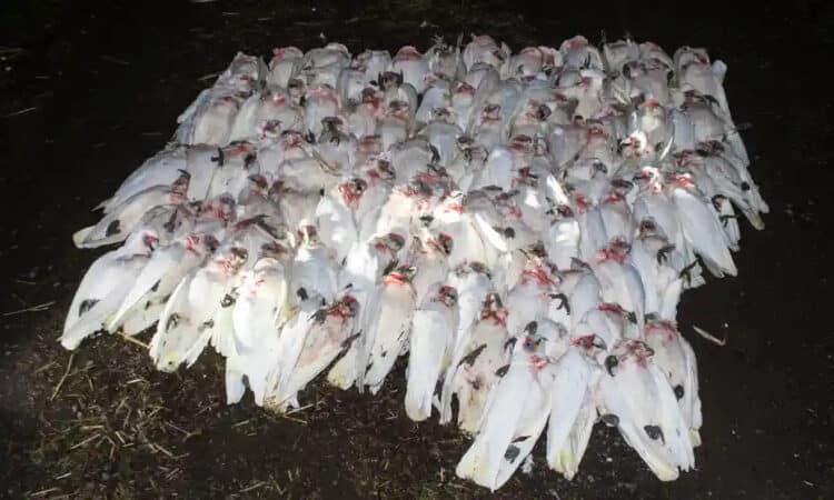 A wildlife carer found 105 dead long-billed corellas at Barmah on the Victorian banks of the Murray River last week. Photograph: Supplied by Kirsty Ramadan.