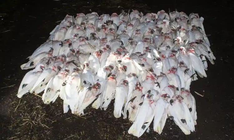 The deaths of over 105 corellas are being investigated by the Victorian wildlife watchdog