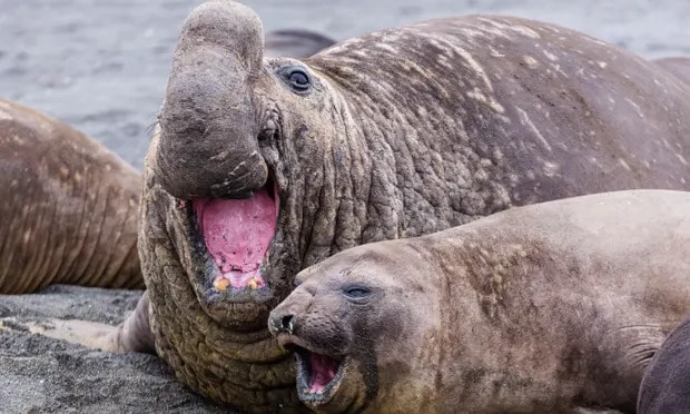 A southern elephant seal bull mates with a female on a beach. The species exhibits ‘extreme polygyny’, in which the largest males – known as beachmasters – control harems of breeding females. Photograph: Michael Nolan/Getty Images/Collection Mix: Subjects RF