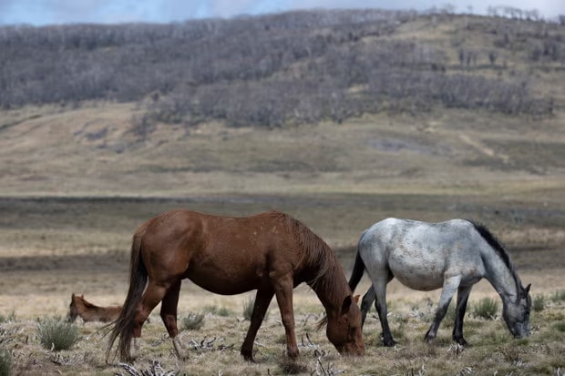 Feral horses in the Kosciuszko national park. Shooters have recently culled 270 horses as part of a population control plan. Photograph: Mike Bowers/The Guardian
