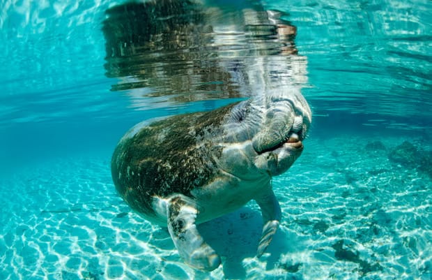 A manatee, pictured at Crystal River, Florida. Photograph: Ullstein Bild/Getty Images