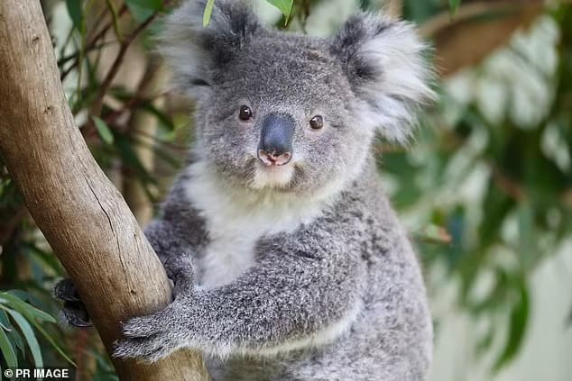 Animal parks and zoos exposed for renting out koalas for profit