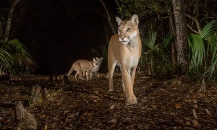 A Florida panther and her cubs. Photograph: Carlton Ward Jr